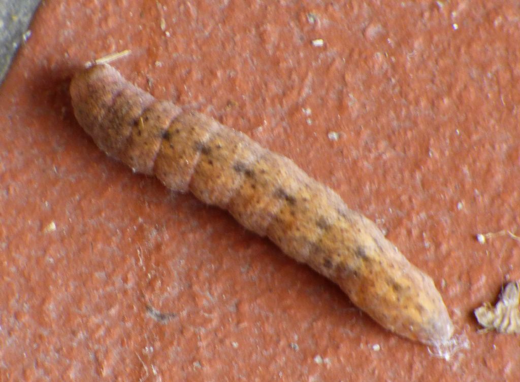 Bruco da identificare - Mniotype solieri, Noctuidae